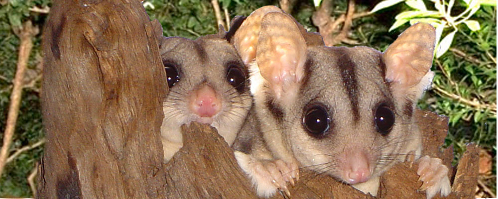 Two young sugar gliders