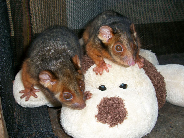 Two baby ringtail possums holding tight on a fake mum