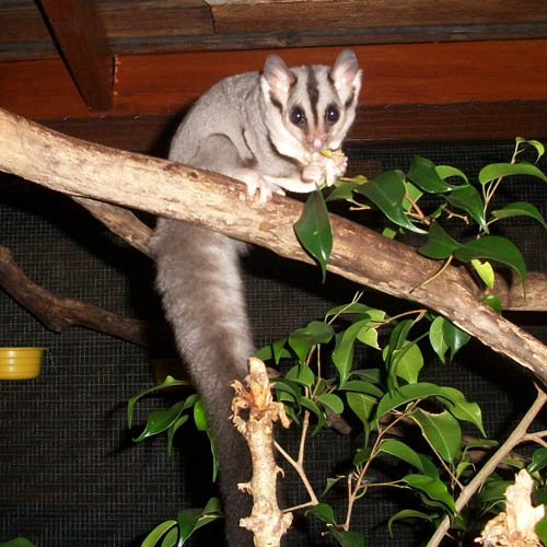 Squirrel glider munching on a grasshopper