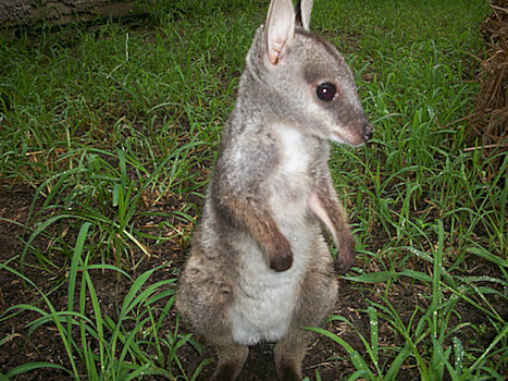 rockwallaby
