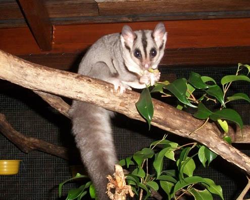 Squirrelglider