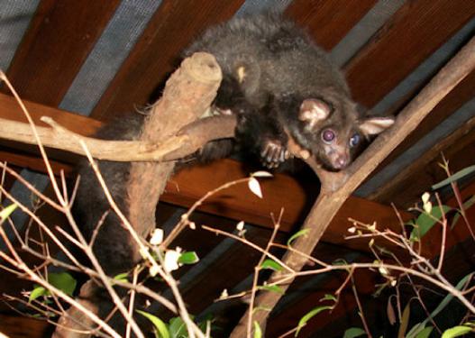 younggreaterglider